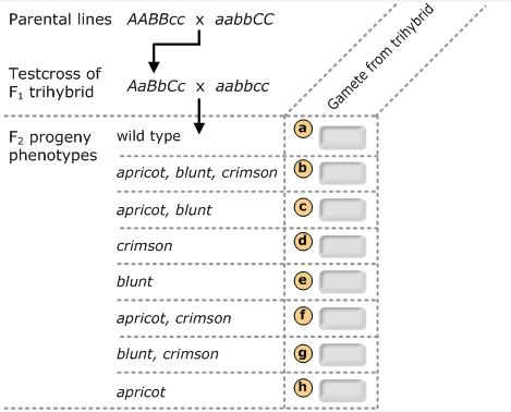 286_genotype of the gamete.png